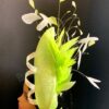 Adinkra Flame Mint. Green Feather Fascinator. Pearl & Crystal Derby Hat
